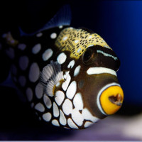 Reef